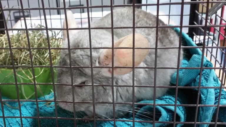 a small gray and white cat sitting on a blue blanket - File:Em - Chinchilla lanigera - 3.jpg