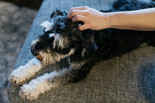 dog in a hand