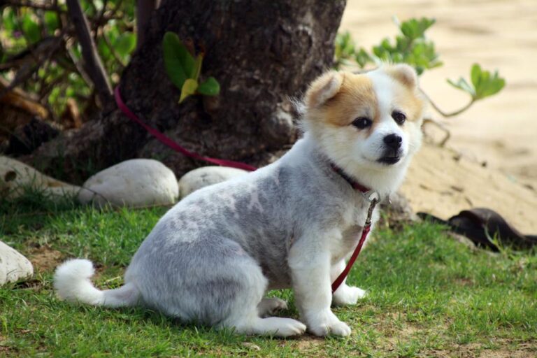 Animal Dog - a small dog sitting on the ground