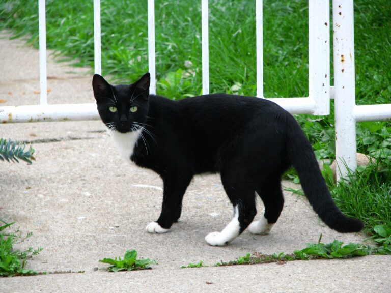 File:Almost a Cat-astrophe! (5038611431).jpg - a dog with a white dog in front of a fence