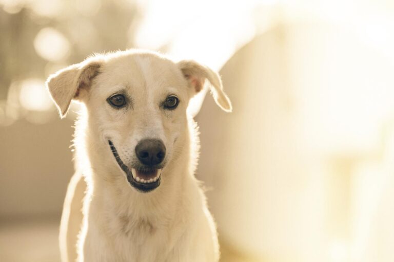 Happy dog in front of sunlit - a dog with a smile on his face