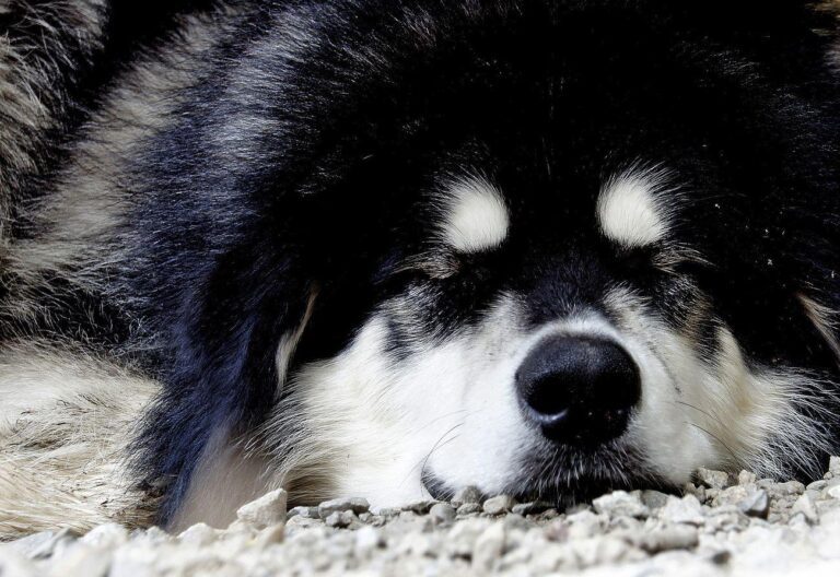 Big dog. Skagway. Alaska. Husky - a dog laying on the ground with its head down