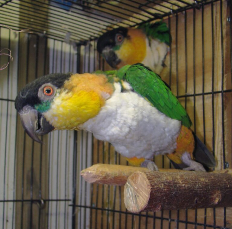 File:Black-headed Caique adult pets in cage.JPG - Image of Pet, Inclusive