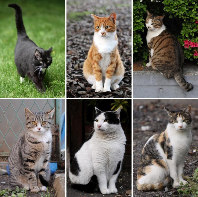 File:Collage of Six Cats-01.jpg - four different cats are sitting on the ground