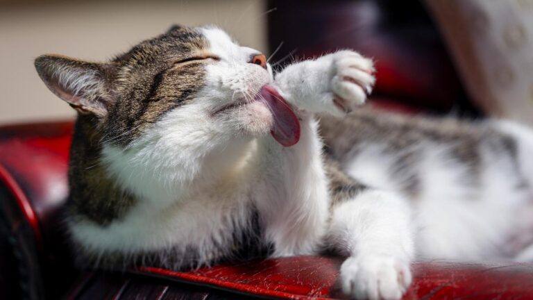 Cat Grooming - Image of Pet grooming, A happy dog being groomed at home by its owner