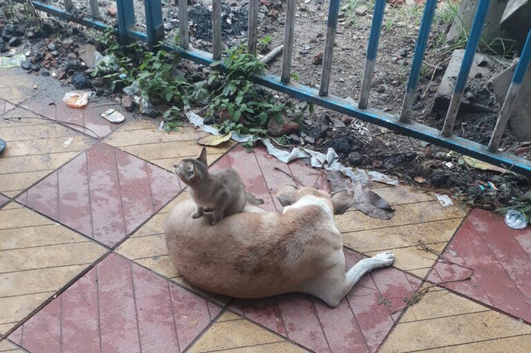 Cat and Dog relationship - a cat laying on the ground next to a fence