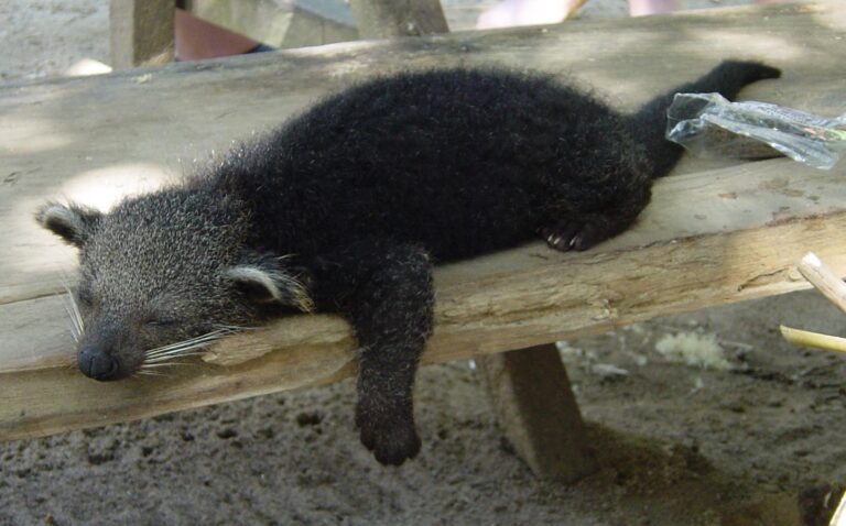 File:Young pet bear cat in Taman Negara Malaysia.jpg - Image of Pet, Pets