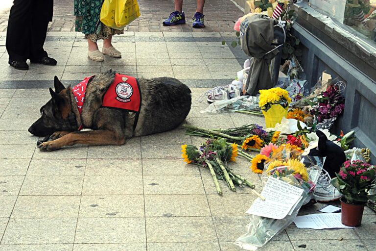 Service Dog at Boston Marathon Memorial (8682044042) - a dog laying on the ground