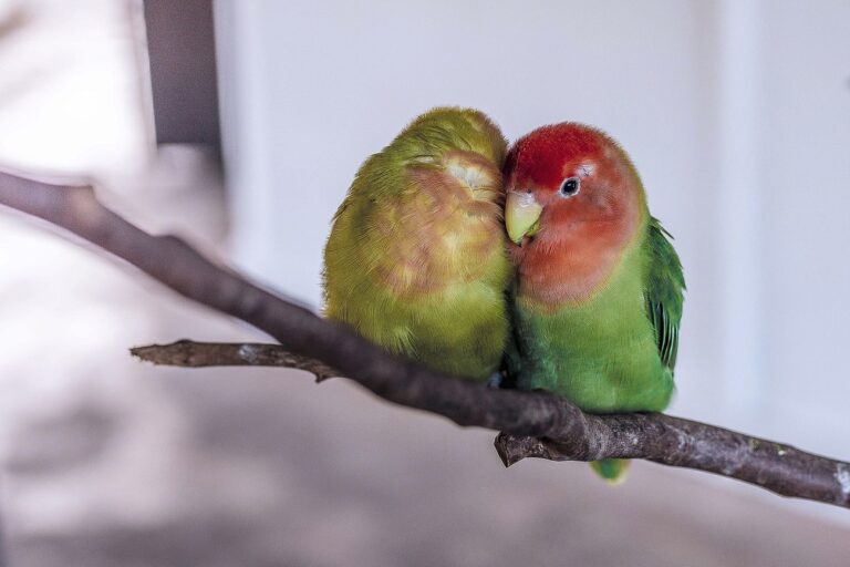 Colorful birds perched on a tree