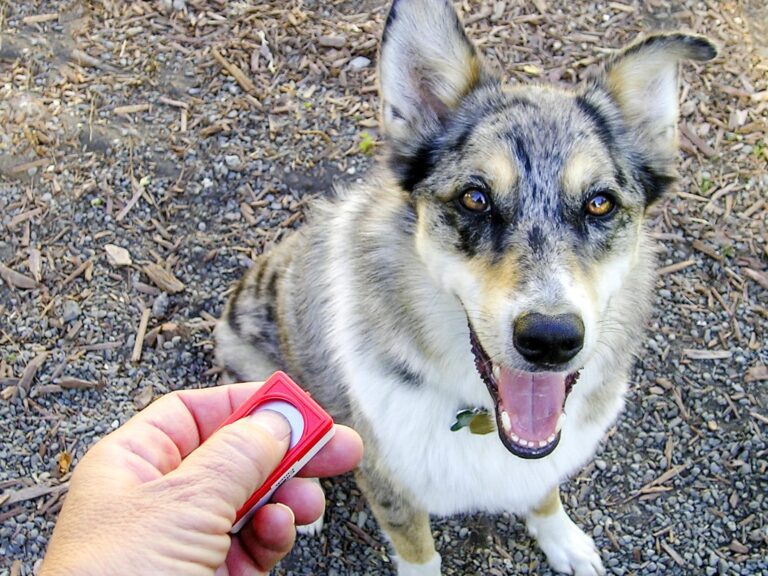 Dog clicker training 1 - Image of Dog training, A happy dog sitting next to its owner