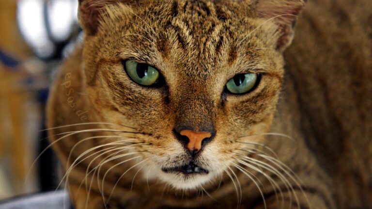 File:Cute Cat with Beautiful Green Eyes.png - a cat with green eyes sitting on a table