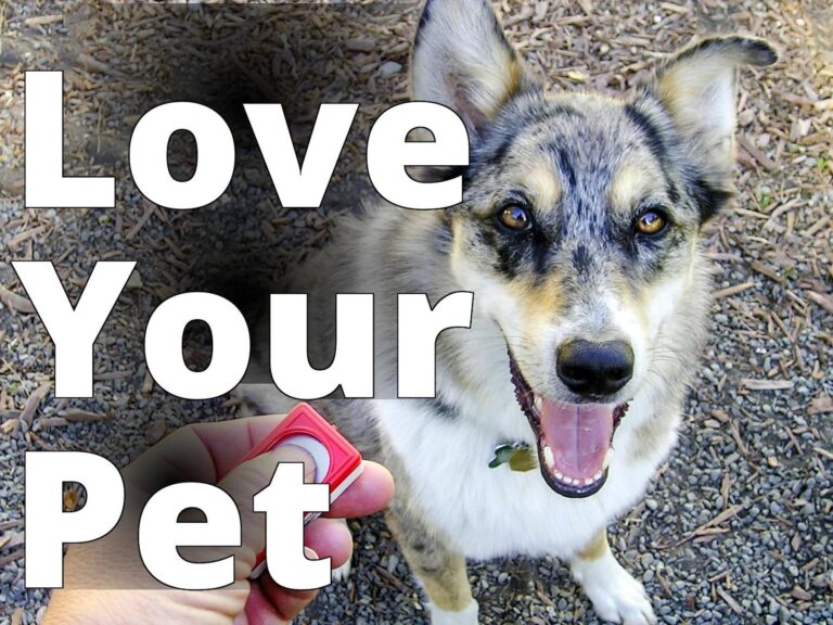 Dog clicker training 1 - a dog with a toothbrush in its mouth