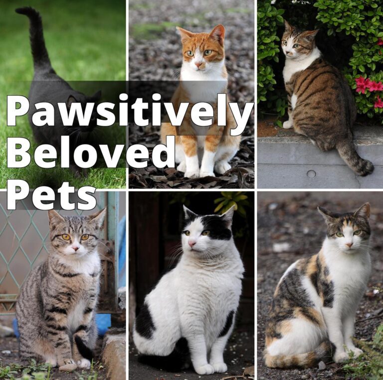 File:Collage of Six Cats-01.jpg - four different cats are sitting on the ground