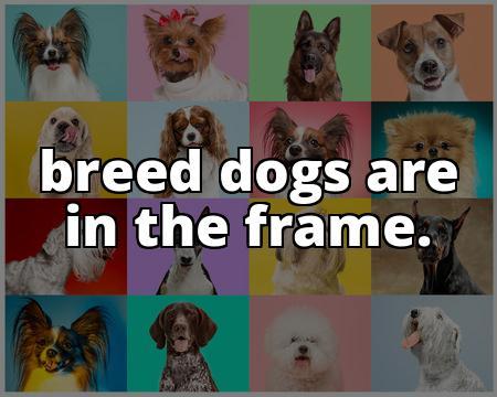 The Ultimate Guide to the Most Popular Dogs in America