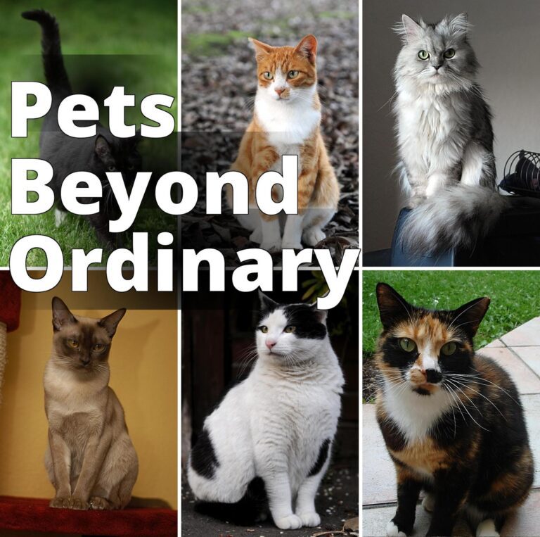 File:Collage of Six Cats-02.jpg - a col of four different cats sitting on the ground