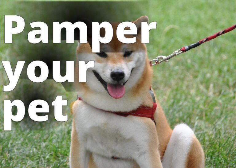 File:Pride of Pets Dog Show, 2011 (6271388774).jpg - a dog sitting in the grass with its tongue out