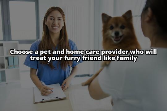 Why Pet and Home Care Services Are Essential for Your Pet's Health and Happiness