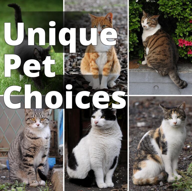 File:Collage of Six Cats-01.jpg - four different cats are sitting on the ground