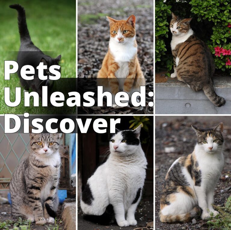 File:Collage of Six Cats-01.jpg - four different cats are sitting on the ground