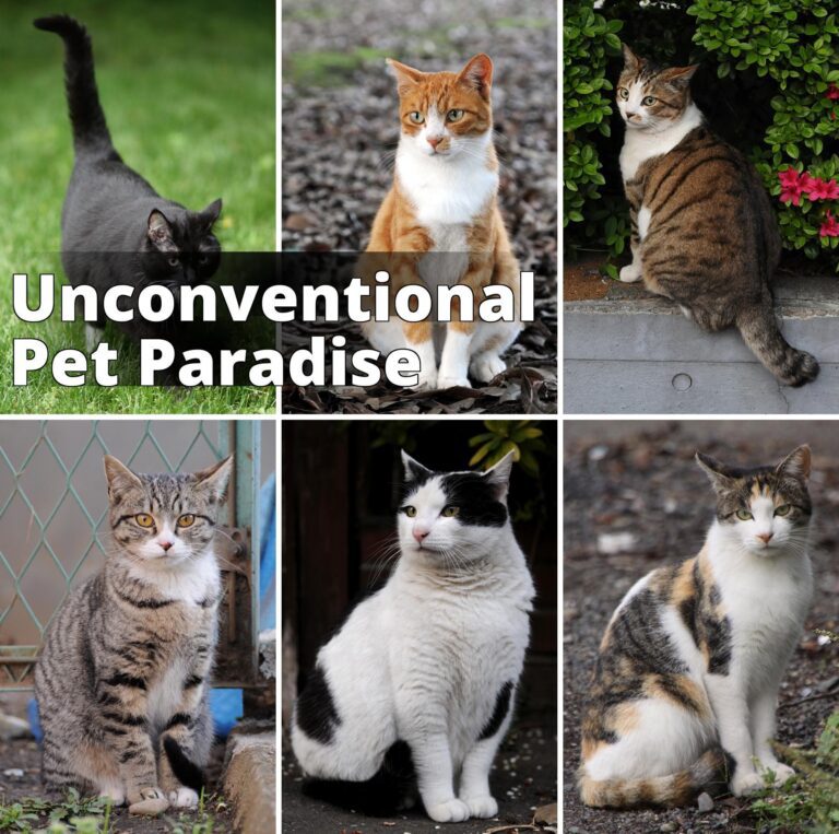 File:Collage of Six Cats-01.jpg - four different cats are sitting on the ground