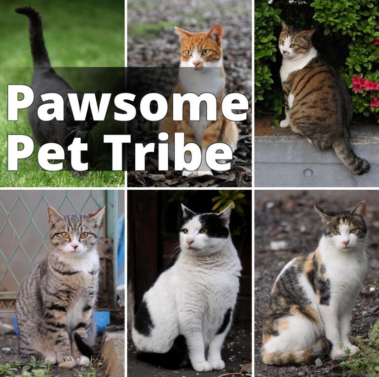 File:Collage of Six Cats-01.jpg - four different cats are sitting on the ground