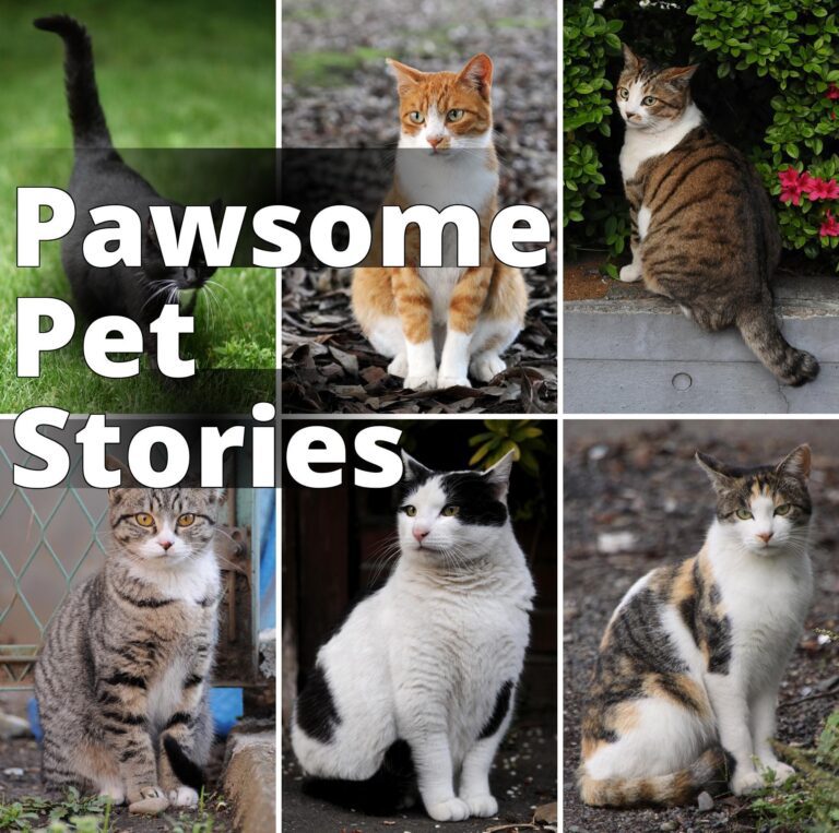 File:Collage of Six Cats-01.jpg - four different cats are sitting on the ground