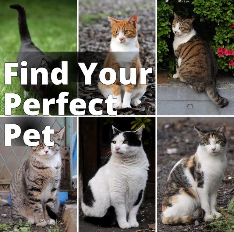 File:Collage of Six Cats-01.jpg - four different cats are sitting on the ground