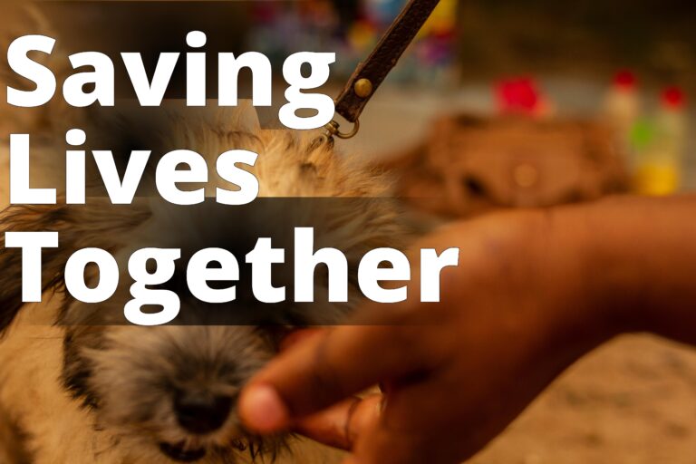 Small-breed dog - a dog being fed by a person