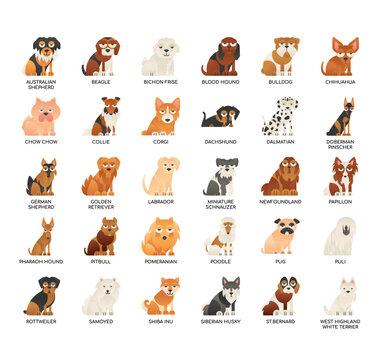 The Ultimate Pet Dog Types Guide: Find Your Perfect Furry Friend