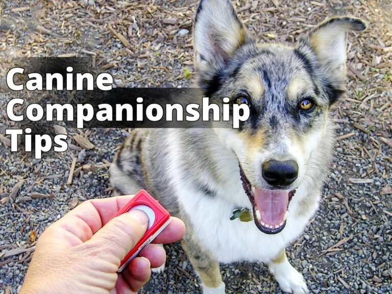 Dog clicker training 1 - a dog with a toothbrush in its mouth