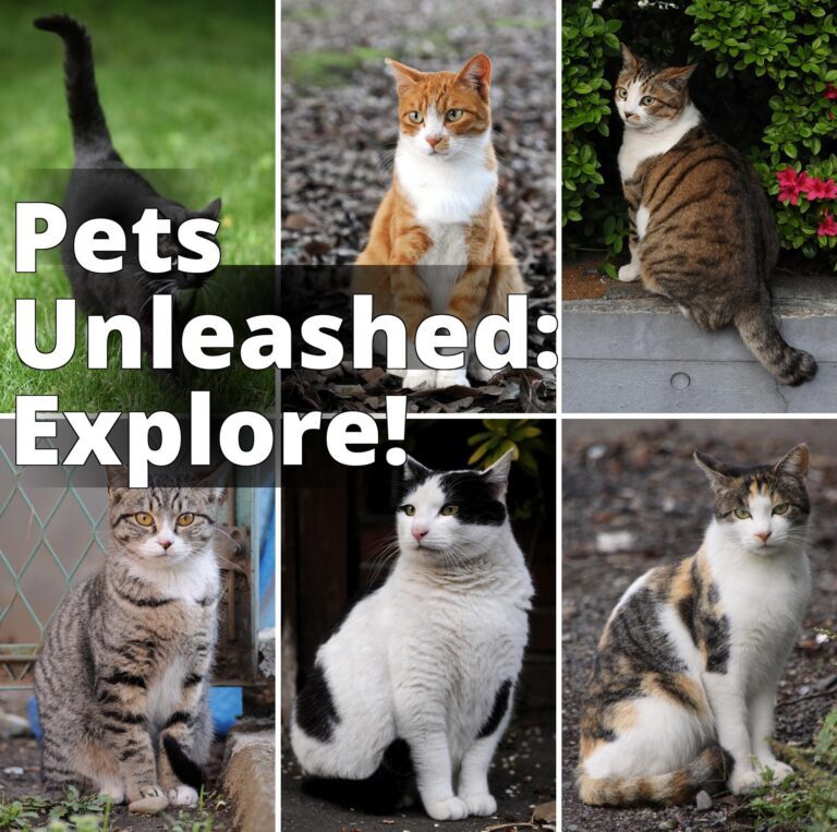 File:Collage of Six Cats-01.jpg - four different cats are sitting on the ground