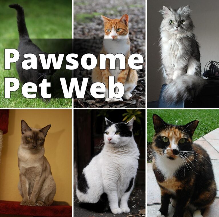 File:Collage of Six Cats-02.jpg - a col of four different cats sitting on the ground