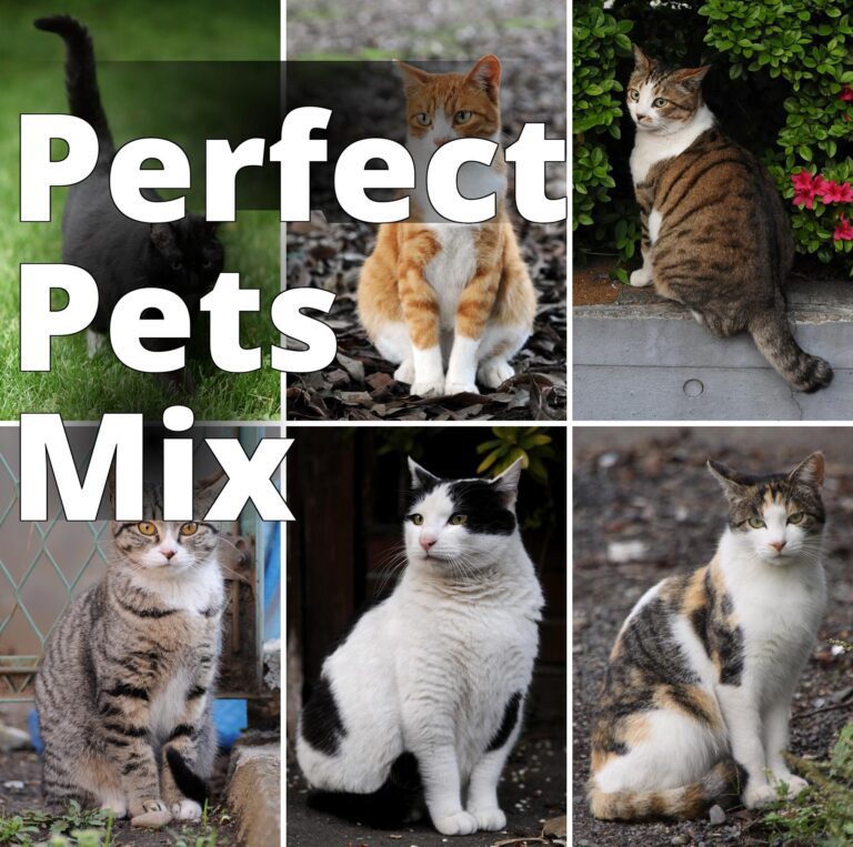 File:Collage of Six Cats-01.jpg - four different cats are sitting on the ground