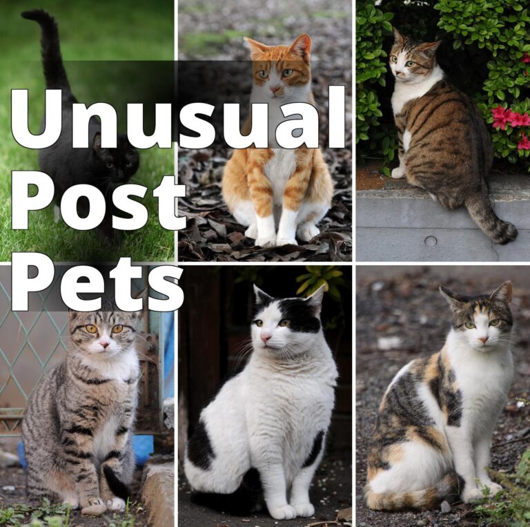 File:Collage of Six Cats-01.jpg - four different cats are sitting on the ground