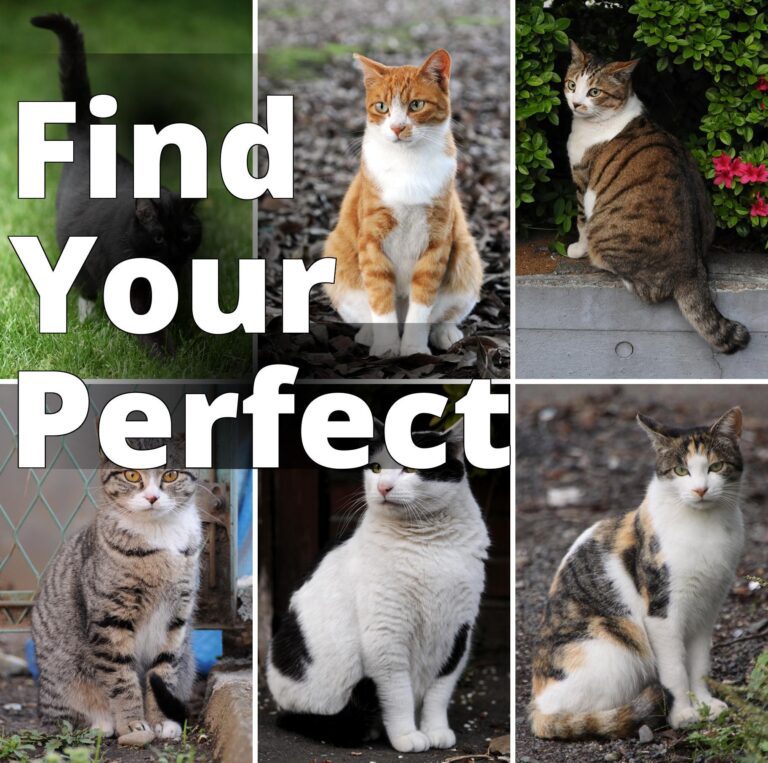 File:Collage of Six Cats-01.jpg - four different cats are sitting on the ground