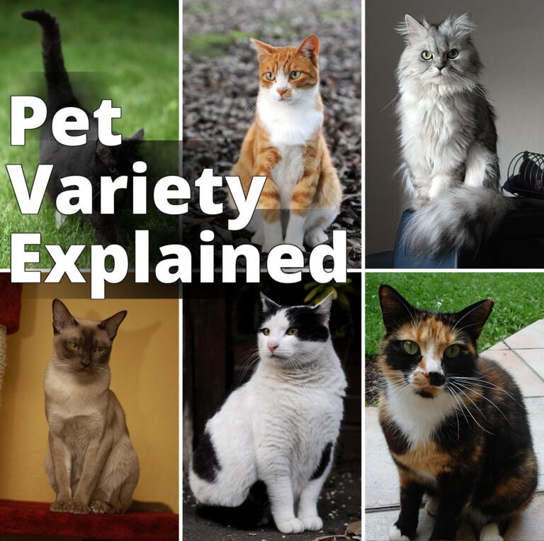 File:Collage of Six Cats-02.jpg - a col of four different cats sitting on the ground