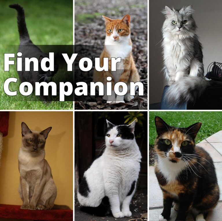 File:Collage of Six Cats-02.jpg - a col of four different cats sitting on the ground