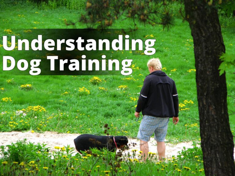 File:Man's Best Friend (4610700282).jpg - a man walking a dog in a field of flowers