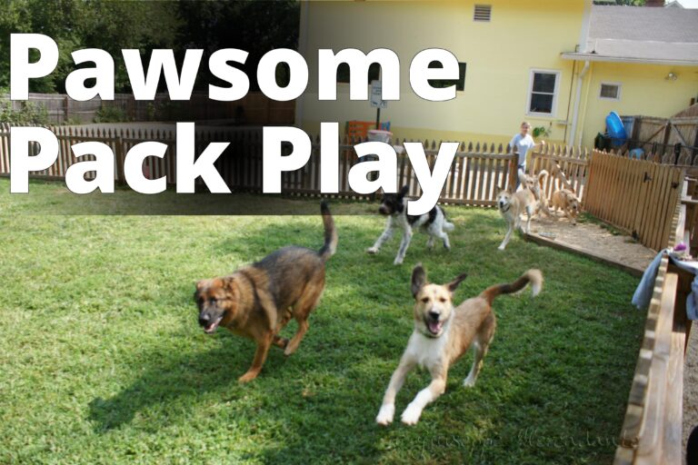 Running in the grass yard@Affectionate Pet Care - a group of dogs playing in a yard