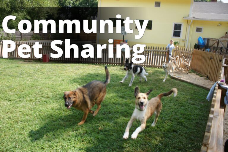 Running in the grass yard@Affectionate Pet Care - a group of dogs playing in a yard