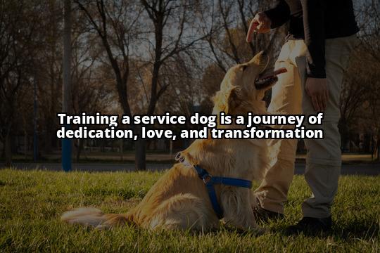 Service Dog USA: The Ultimate Guide to Registration and Training