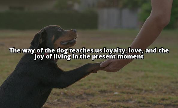 The Way of the Dog Demystified: Strengthening Your Canine Relationship