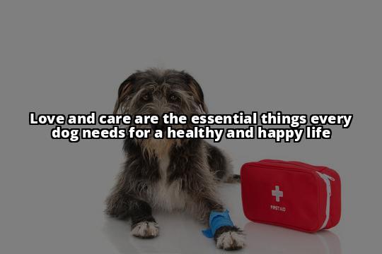 Top 10 Things Dogs Need for a Healthy & Happy Life