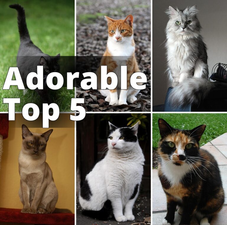 File:Collage of Six Cats-02.jpg - a col of four different cats sitting on the ground