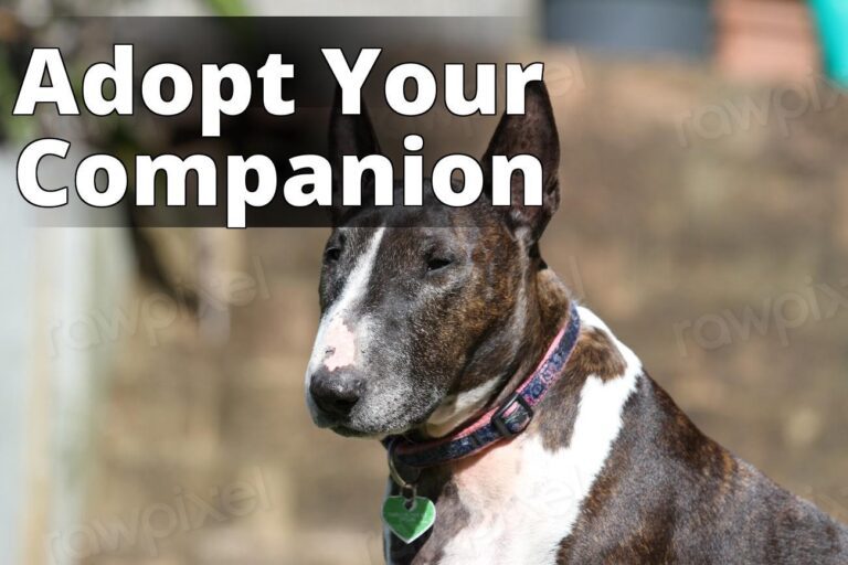 Bull Terrier, pet portrait. View - a dog with a collar sitting on a bench