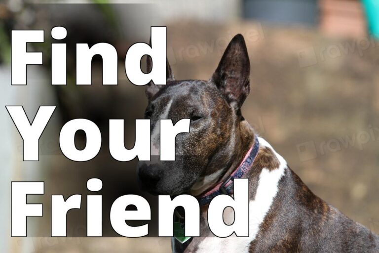 Bull Terrier, pet portrait. View - a dog with a collar sitting on a bench