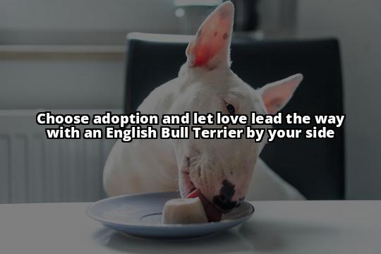 The Ultimate Guide to Adopting an English Bull Terrier