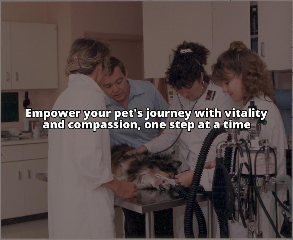 Vitality Boost: Vivitonin for Dogs Struggling with Dementia