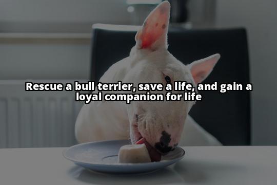 Rescue English Bull Terrier for Sale: Your Ultimate Guide