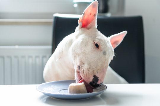 The Definitive Guide to British Bull Terrier Rescue Revealed